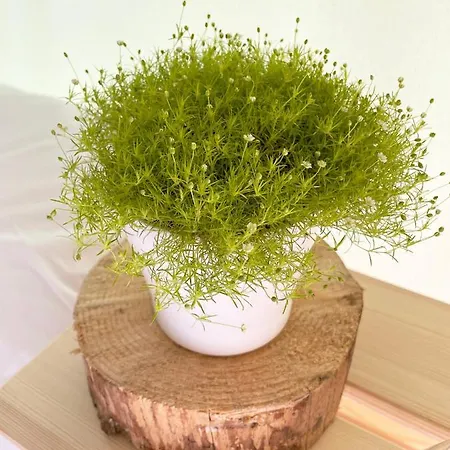 Glamping Tent Water Village Rogla