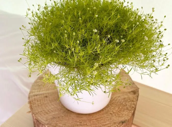 Glamping Tent Water Village Rogla